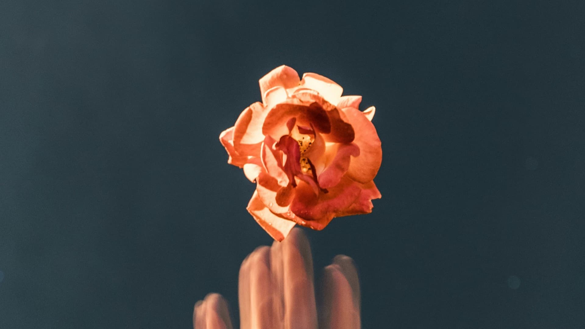 Pointer Image 2